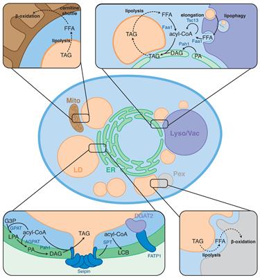 Lipid Droplet-Organelle Contact Sites as Hubs for Fatty Acid Metabolism, Trafficking, and Metabolic Channeling